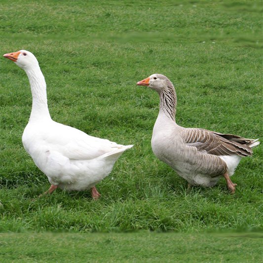 Geese And The Poultry Club Of Great Britain