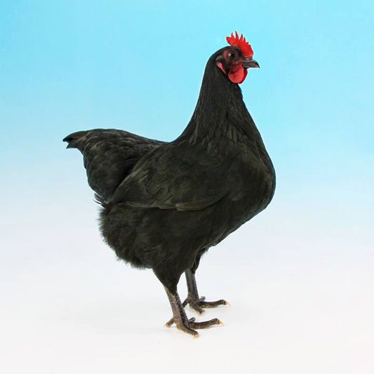 Australorp