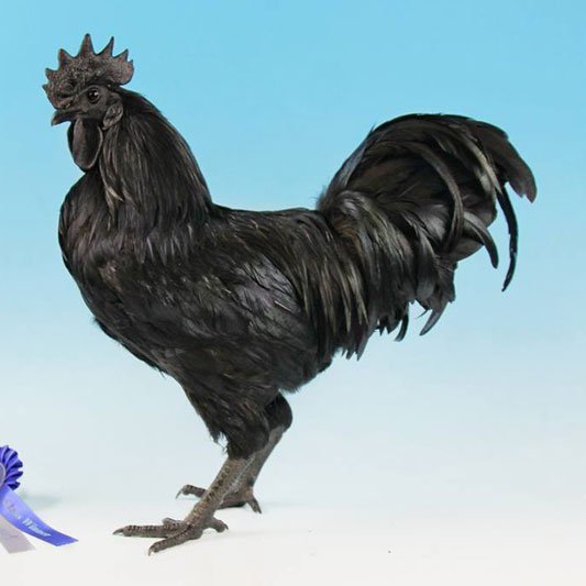 Ayam Cemani