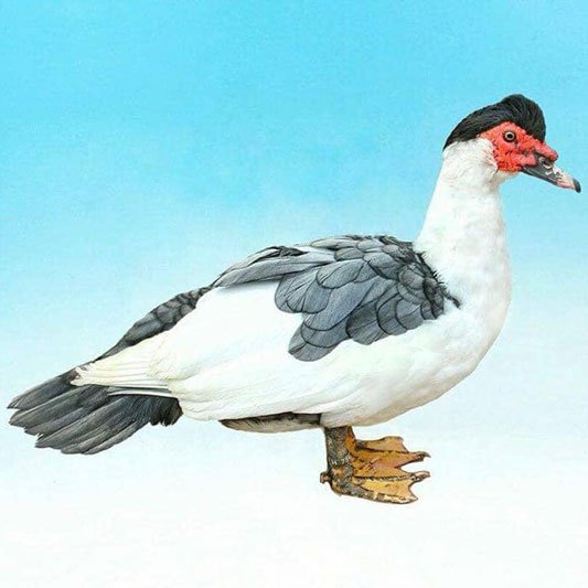 Muscovy