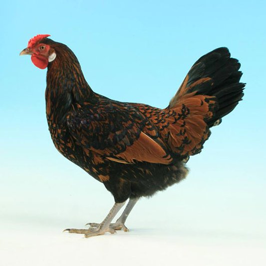 Old English Pheasant Fowl