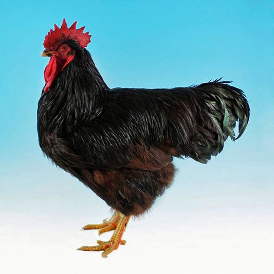 Rhode Island Red