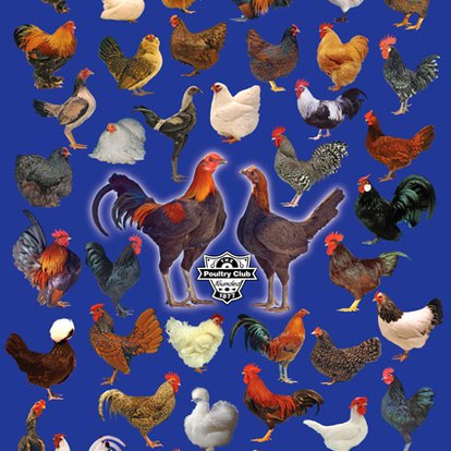 Poultry Poster